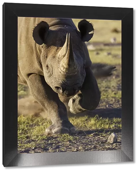 Black rhinoceros (Diceros bicornis) charging, Etosha National Park, Namibia, January
