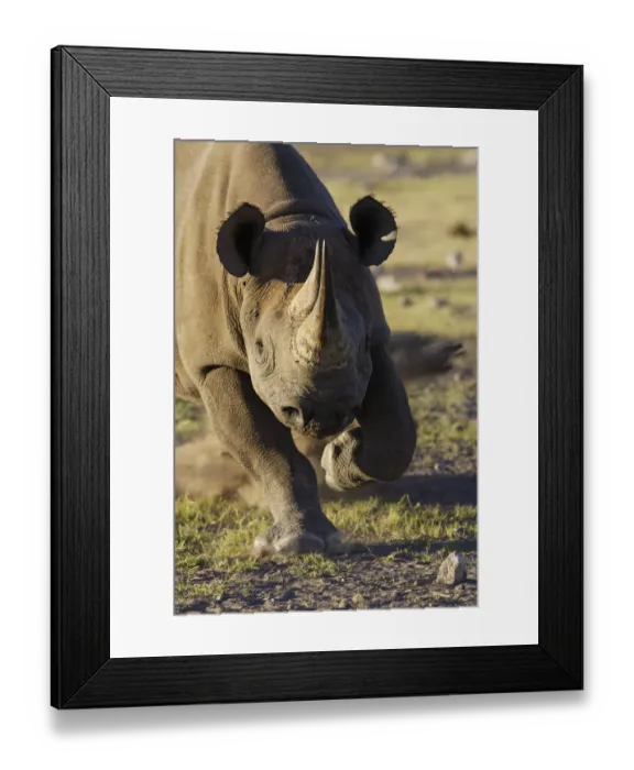 Framed Print : Black rhinoceros (Diceros bicornis) charging, Etosha National Park, Namibia, January Framed Print : Black rhinoceros (Diceros bicornis) charging, Etosha National Park, Namibia, January