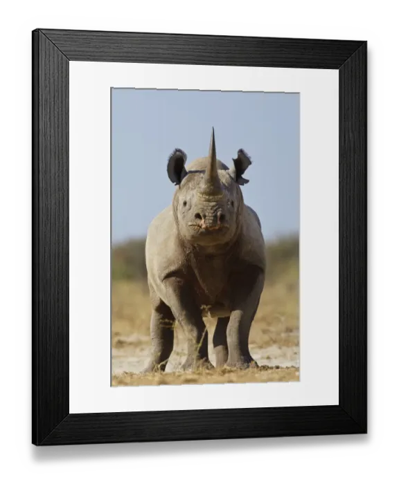 Framed Print : RF- Black rhinoceros (Diceros bicornis) looking threatening, Etosha National Park, Namibia, June Framed Print : RF- Black rhinoceros (Diceros bicornis) looking threatening, Etosha National Park, Namibia, June