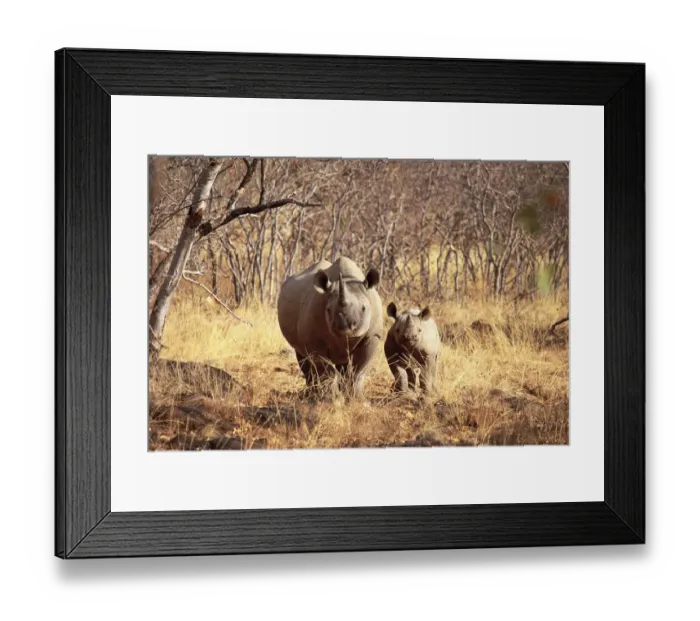 Framed Print : Black rhinoceros with young {Diceros bicornis} Lapalala WR, South Africa Framed Print : Black rhinoceros with young {Diceros bicornis} Lapalala WR, South Africa