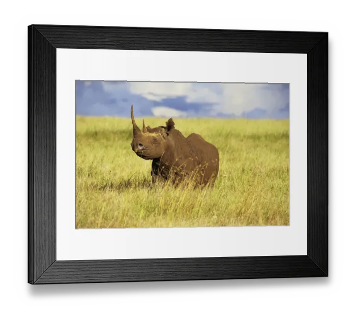 Framed Print : Black rhinocerus (Diceros bicornis) in long grass, Lewa Downs Reserve, Kenya, January Framed Print : Black rhinocerus (Diceros bicornis) in long grass, Lewa Downs Reserve, Kenya, January