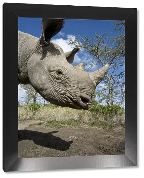 Black rhinoceros (Diceros bicornis) calf, hand reared, Endangered species, Mkhaya Game Reserve