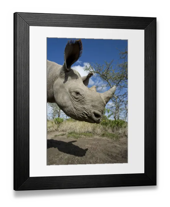 Framed Print : Black rhinoceros (Diceros bicornis) calf, hand reared, Endangered species, Mkhaya Game Reserve Framed Print : Black rhinoceros (Diceros bicornis) calf, hand reared, Endangered species, Mkhaya Game Reserve