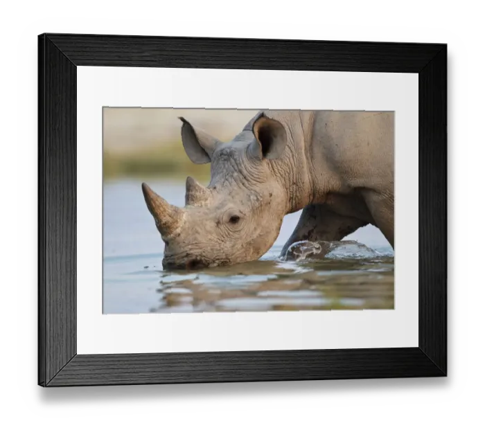 Framed Print : Black Rhinoceros [Diceros bicornis] drinking, Etosha National Park, Namibia, August