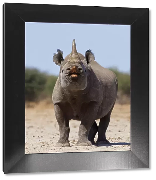 Black rhinoceros (Diceros bicornis) male urine testing, flehmen reaction, Etosha National Park