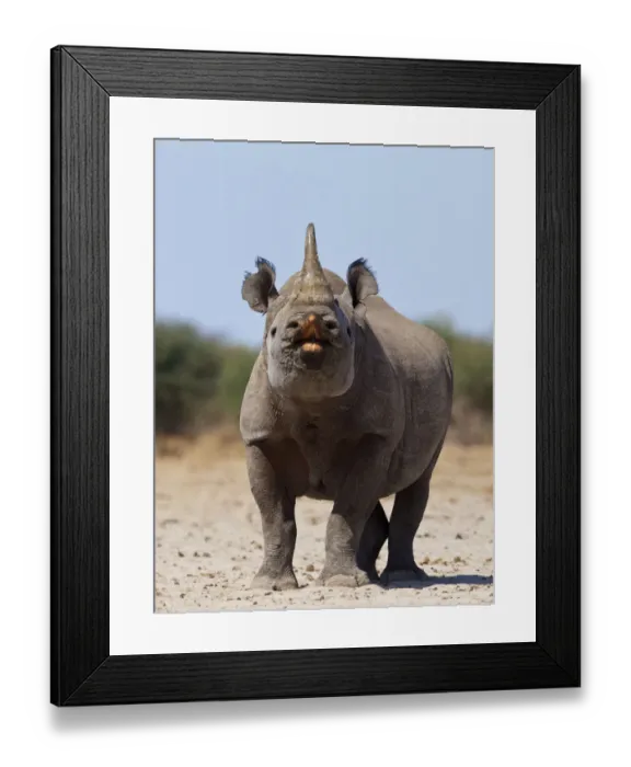 Framed Print : Black rhinoceros (Diceros bicornis) male urine testing, flehmen reaction, Etosha National Park Framed Print : Black rhinoceros (Diceros bicornis) male urine testing, flehmen reaction, Etosha National Park