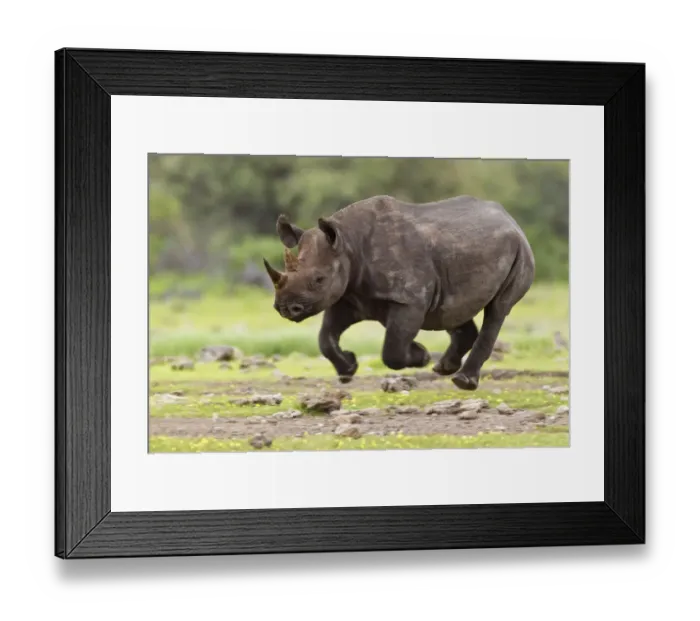 Framed Print : Black Rhinoceros (Diceros bicornis) running. Etosha National Park, Namibia, January Framed Print : Black Rhinoceros (Diceros bicornis) running. Etosha National Park, Namibia, January