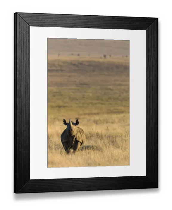 Framed Print : Black rhinoceros (Diceros bicornis) on savanna, Lewa Wildlife Conservancy, Laikipia Framed Print : Black rhinoceros (Diceros bicornis) on savanna, Lewa Wildlife Conservancy, Laikipia