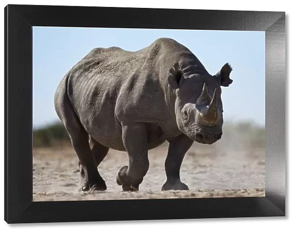Black rhinoceros (Diceros bicornis) Etosha National Park, Namibia October