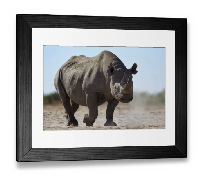 Framed Print : Black rhinoceros (Diceros bicornis) Etosha National Park, Namibia October Framed Print : Black rhinoceros (Diceros bicornis) Etosha National Park, Namibia October