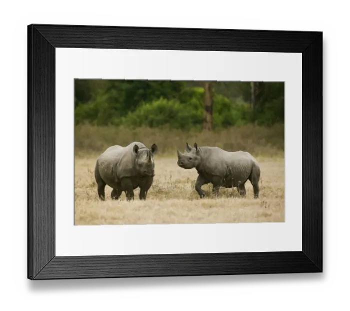 Framed Print : Black rhino (Diceros bicornis) mother and juvenile, Nakuru National Park, Kenya Framed Print : Black rhino (Diceros bicornis) mother and juvenile, Nakuru National Park, Kenya