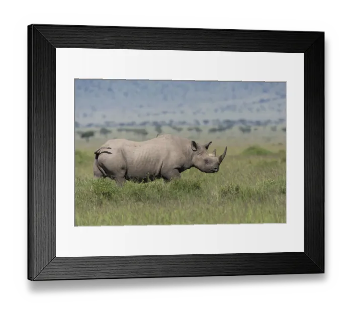 Framed Print : Black rhino (Diceros bicornis) male, Masai-Mara Game Reserve, Kenya Framed Print : Black rhino (Diceros bicornis) male, Masai-Mara Game Reserve, Kenya
