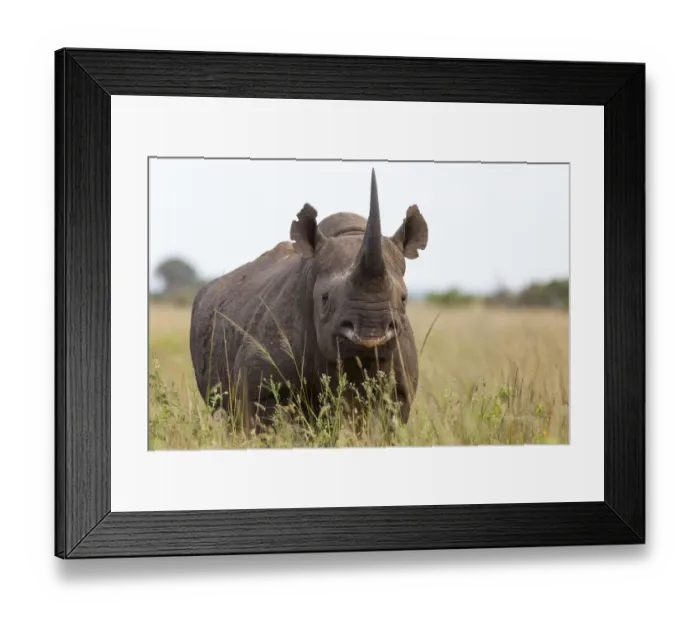 Framed Print : Male Black rhinoceros (Diceros bicornis), Phinda Private Game Reserve, Kwazulu Natal Framed Print : Male Black rhinoceros (Diceros bicornis), Phinda Private Game Reserve, Kwazulu Natal