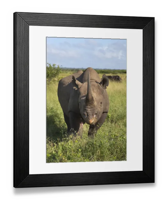 Framed Print : Male Black rhinoceros (Diceros bicornis), Phinda Private Game Reserve, Kwazulu Natal Framed Print : Male Black rhinoceros (Diceros bicornis), Phinda Private Game Reserve, Kwazulu Natal