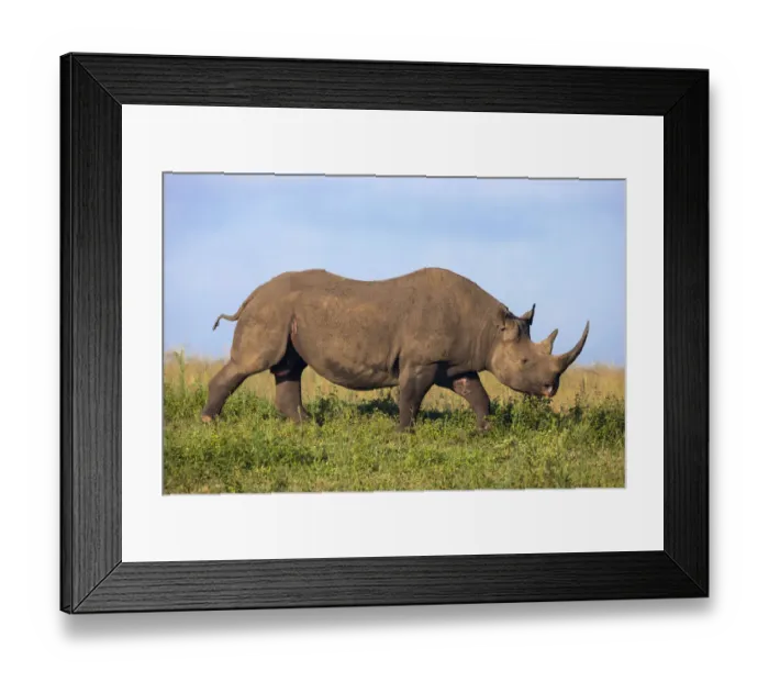 Framed Print : Male Black rhinoceros (Diceros bicornis), Phinda Private Game Reserve, Kwazulu Natal Framed Print : Male Black rhinoceros (Diceros bicornis), Phinda Private Game Reserve, Kwazulu Natal