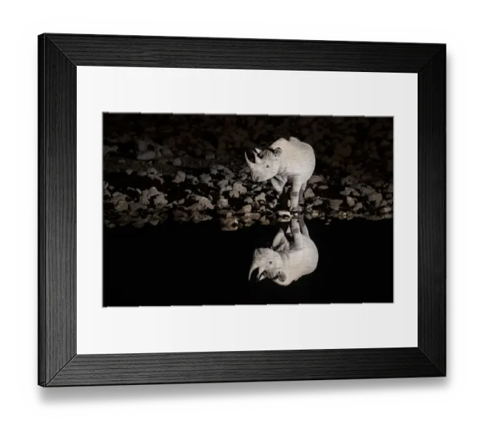 Framed Print : Black rhinoceros (Diceros bicornis) bull having a drink at night with perfect reflections Framed Print : Black rhinoceros (Diceros bicornis) bull having a drink at night with perfect reflections