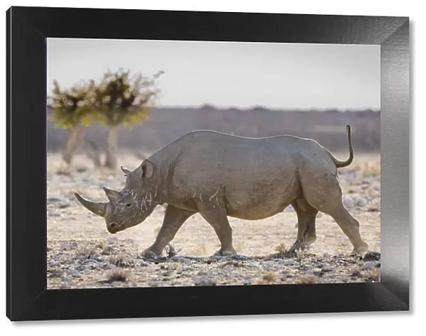 Black rhinoceros (Diceros bicornis) walking with its tail held high, Etosha National Park