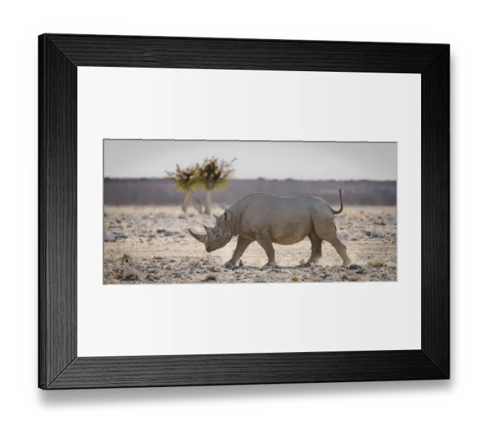 Framed Print : Black rhinoceros (Diceros bicornis) walking with its tail held high, Etosha National Park Framed Print : Black rhinoceros (Diceros bicornis) walking with its tail held high, Etosha National Park