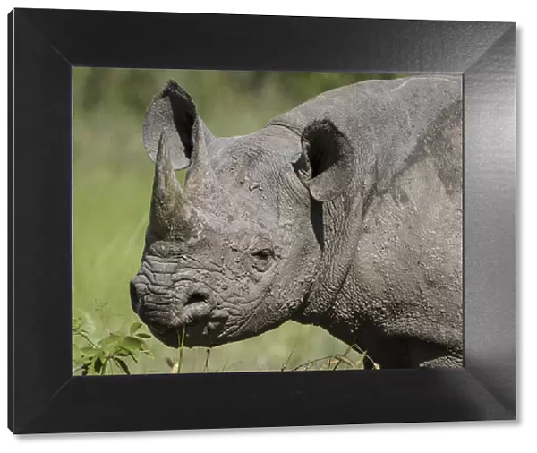 Black rhinoceros (Diceros bicornis) covered in mud, Mud on skin Etosha National Park