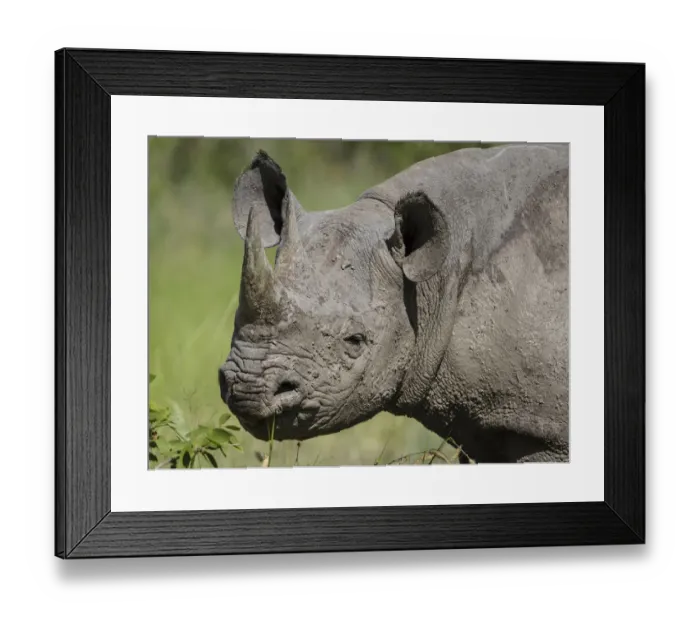 Framed Print : Black rhinoceros (Diceros bicornis) covered in mud, Mud on skin Etosha National Park Framed Print : Black rhinoceros (Diceros bicornis) covered in mud, Mud on skin Etosha National Park