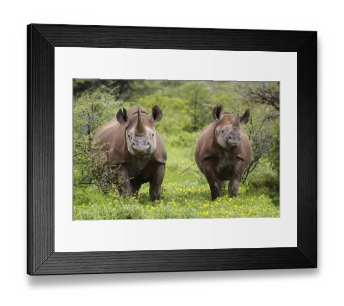 Framed Print : Black rhinoceros (Diceros bicornis) Etosha National Park, Namibia. March Framed Print : Black rhinoceros (Diceros bicornis) Etosha National Park, Namibia. March