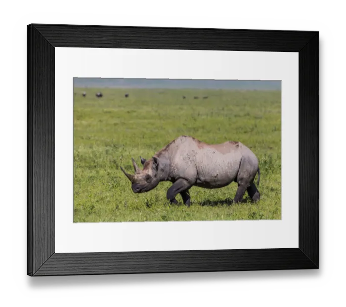 Framed Print : Black rhinoceros (Diceros bicornis) female walking across grassland, Ngorongoro Crater Framed Print : Black rhinoceros (Diceros bicornis) female walking across grassland, Ngorongoro Crater