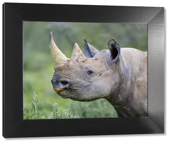 Black rhinoceros (Diceros bicornis) Etosha National Park, Namibia. March