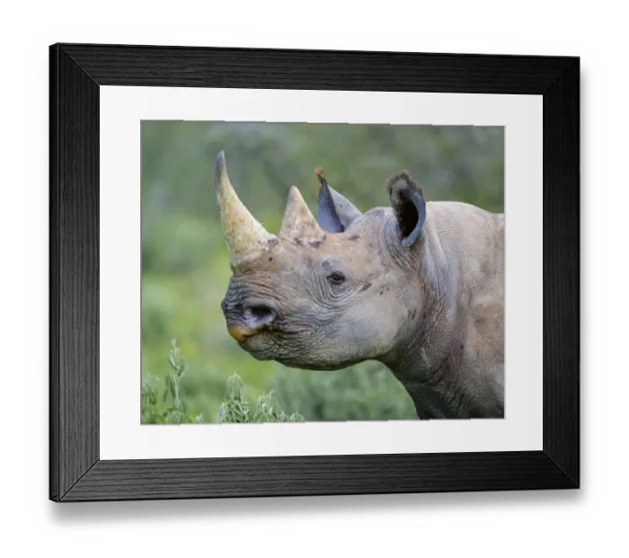 Framed Print : Black rhinoceros (Diceros bicornis) Etosha National Park, Namibia. March Framed Print : Black rhinoceros (Diceros bicornis) Etosha National Park, Namibia. March