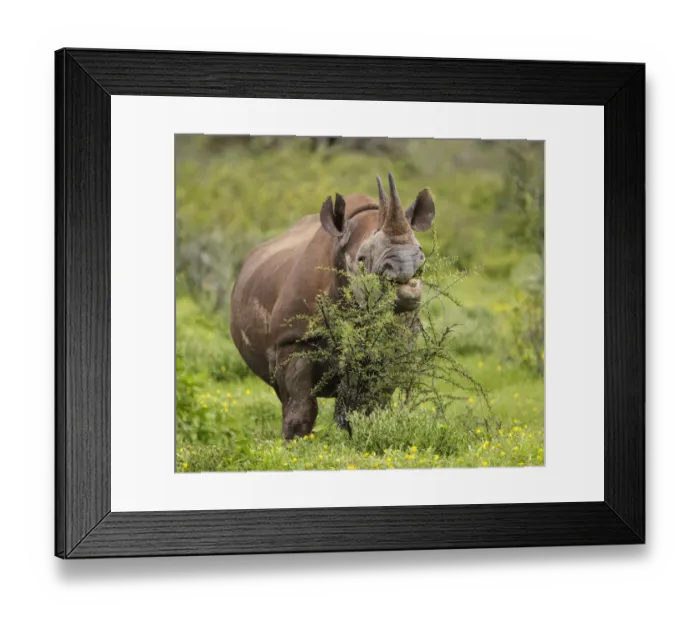 Framed Print : Black rhinoceros (Diceros bicornis) browsing on a thorny Acacia bush, Etosha National Park, Namibia Framed Print : Black rhinoceros (Diceros bicornis) browsing on a thorny Acacia bush, Etosha National Park, Namibia
