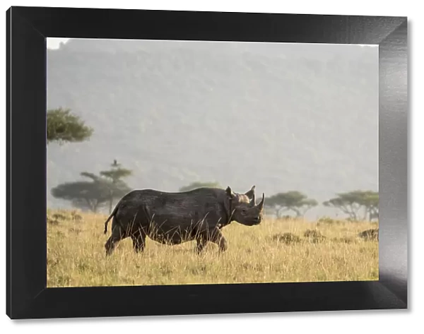 Black rhino (Diceros bicornis), male on the plains, Masai-Mara Game Reserve, Kenya