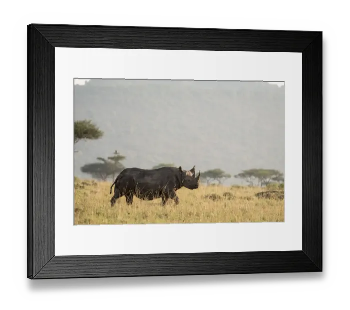 Framed Print : Black rhino (Diceros bicornis), male on the plains, Masai-Mara Game Reserve, Kenya Framed Print : Black rhino (Diceros bicornis), male on the plains, Masai-Mara Game Reserve, Kenya