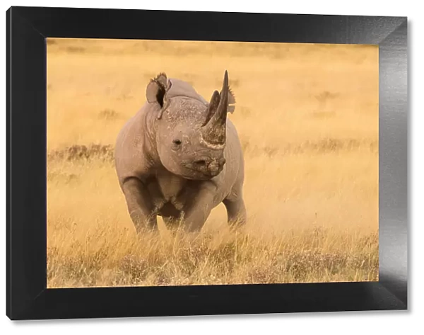 Black rhino (Diceros bicornis) in dry grasses, Etosha National Park, Namibia