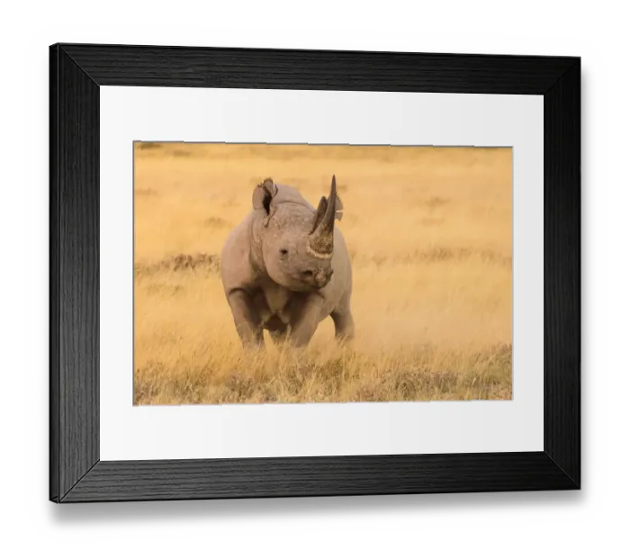 Framed Print : Black rhino (Diceros bicornis) in dry grasses, Etosha National Park, Namibia Framed Print : Black rhino (Diceros bicornis) in dry grasses, Etosha National Park, Namibia