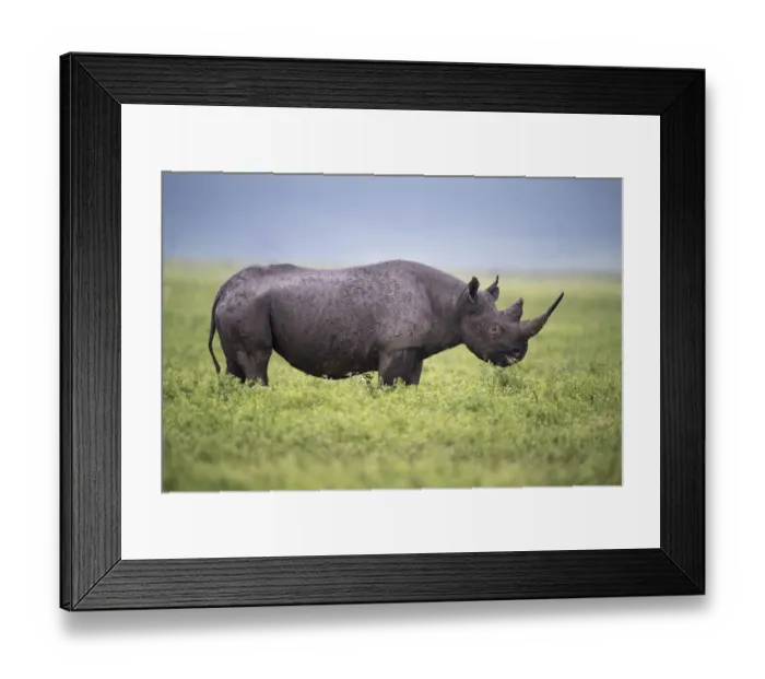 Framed Print : Black rhino (Diceros bicornis) female browsing on herbs. Ngorongoro Crater, Conservation Area Framed Print : Black rhino (Diceros bicornis) female browsing on herbs. Ngorongoro Crater, Conservation Area