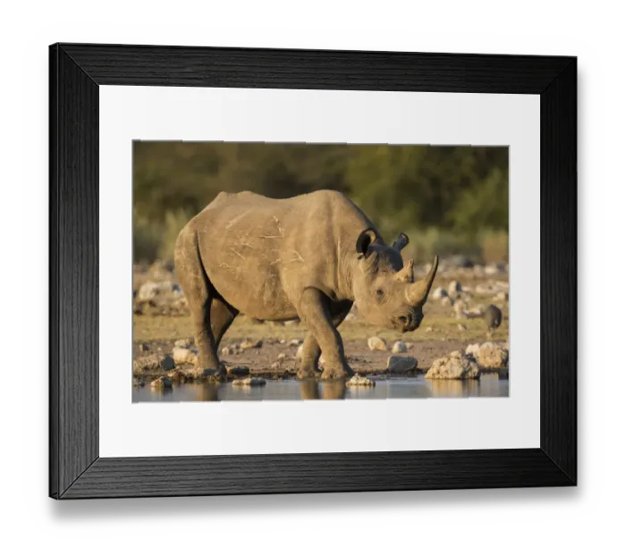 Framed Print : Black rhino (Diceros bicornis), Etosha National Park, Namibia, May Framed Print : Black rhino (Diceros bicornis), Etosha National Park, Namibia, May