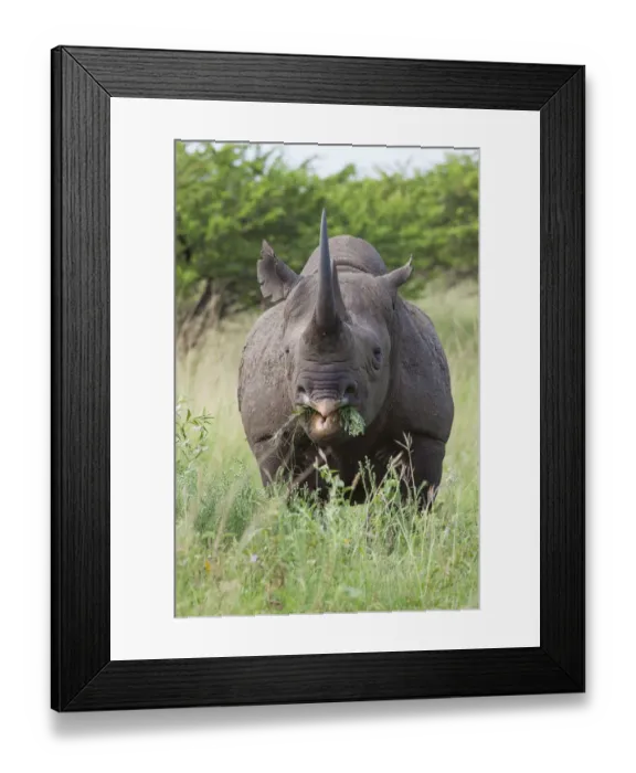Framed Print : Male Black rhinoceros (Diceros bicornis) feeding on vegetation, Phinda Private Game Reserve Framed Print : Male Black rhinoceros (Diceros bicornis) feeding on vegetation, Phinda Private Game Reserve