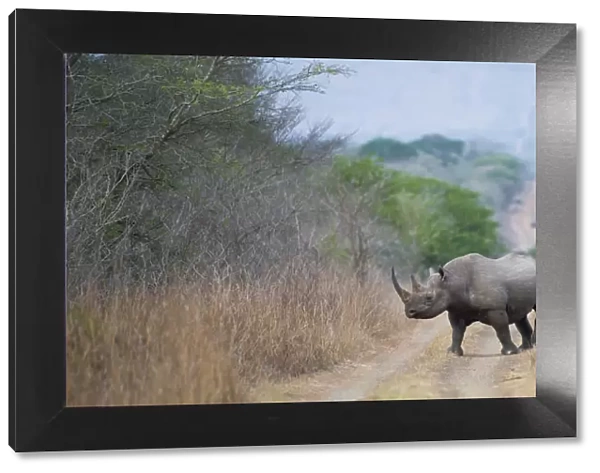 Black rhinoceros (Diceros bicornis) crossing a road, Phinda Private Game Reserve