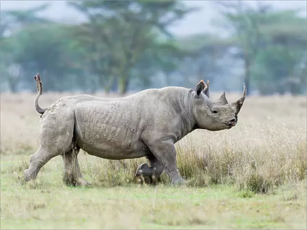 Male Black rhinoceros (Diceros bicornis) running, Nakuru National Park, Kenya