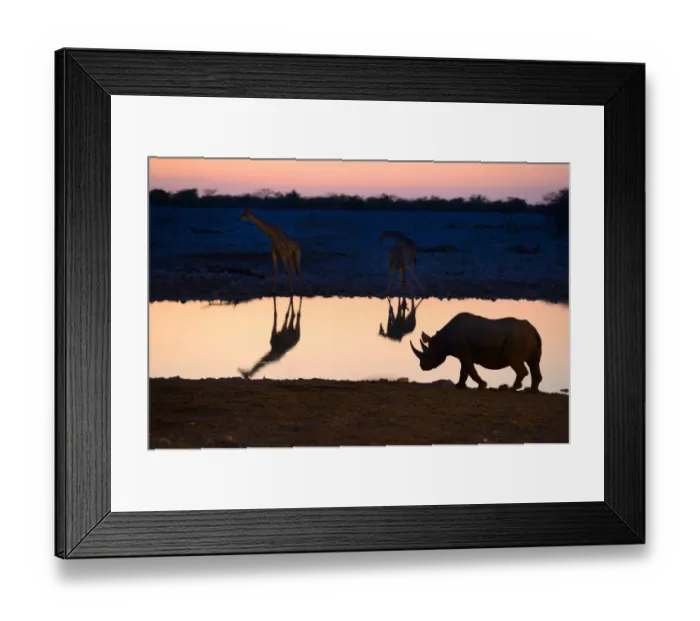 Framed Print : Angolan giraffes (Giraffa camelopardalis angolensis) and black rhinoceros (Diceros