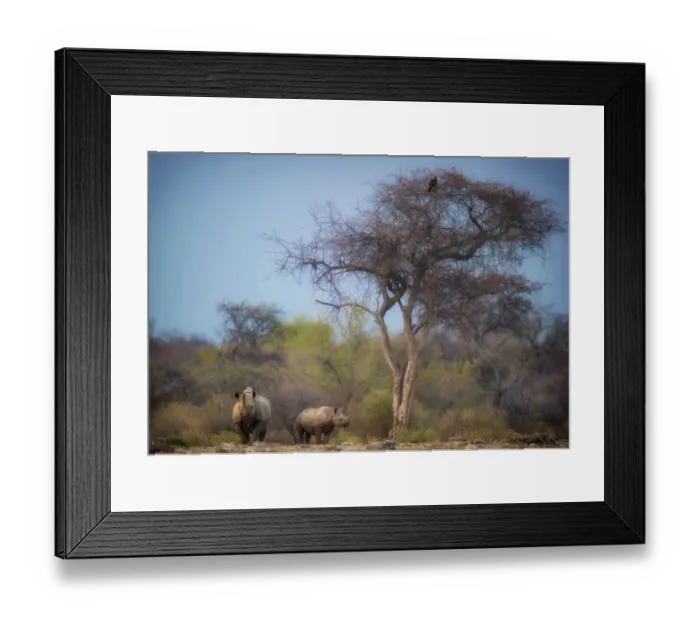 Framed Print : Black rhino (Diceros bicornis) approaching waterhole with her calf close by. Etosha National Park Framed Print : Black rhino (Diceros bicornis) approaching waterhole with her calf close by. Etosha National Park