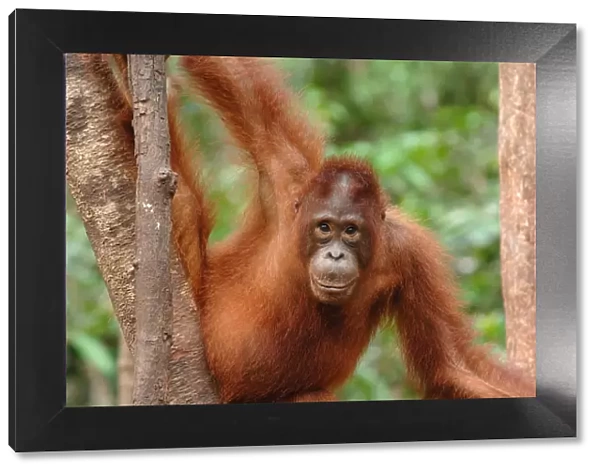Orangutan {Pongo pygmaeus} adult in tree, Rehabilitation sanctuary, Tanjung Puting National Park