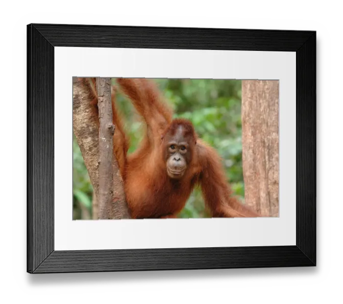 Framed Print : Orangutan {Pongo pygmaeus} adult in tree, Rehabilitation sanctuary, Tanjung Puting National Park Framed Print : Orangutan {Pongo pygmaeus} adult in tree, Rehabilitation sanctuary, Tanjung Puting National Park