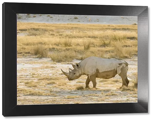 Black rhino (Diceros bicornis) and dry grasses, Etosha National Park, Namibia