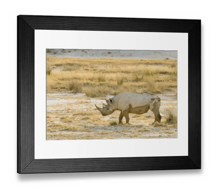 Framed Print : Black rhino (Diceros bicornis) and dry grasses, Etosha National Park, Namibia Framed Print : Black rhino (Diceros bicornis) and dry grasses, Etosha National Park, Namibia