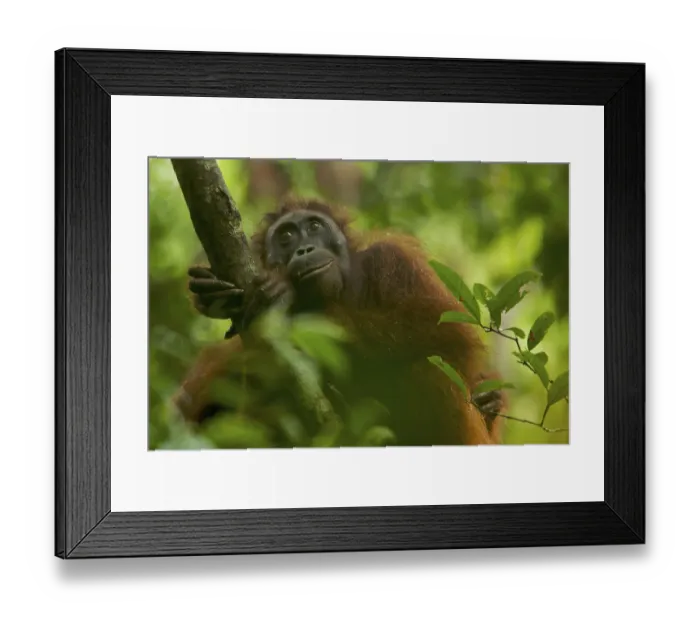 Framed Print : Adult female Bornean Orangutan (Pongo pygmaeus) resting on a large vine in the wild Framed Print : Adult female Bornean Orangutan (Pongo pygmaeus) resting on a large vine in the wild