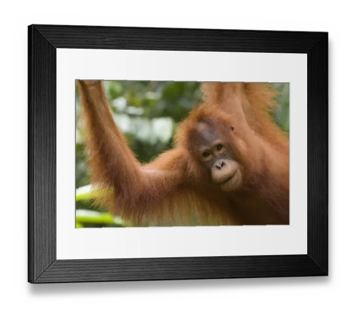 Framed Print : Orang utan (Pongo pygmaeus) portrait, Semengoh Nature reserve, Sarawak, Borneo, Malaysia Framed Print : Orang utan (Pongo pygmaeus) portrait, Semengoh Nature reserve, Sarawak, Borneo, Malaysia