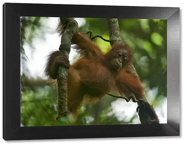 Juvenile female Bornean Orangutan (Pongo pygmaeus) called Betsy (daughter of Beth)