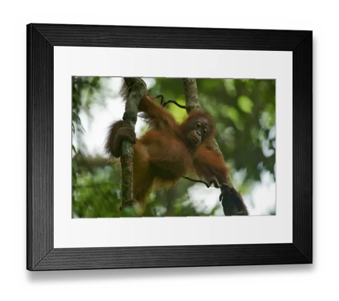 Framed Print : Juvenile female Bornean Orangutan (Pongo pygmaeus) called Betsy (daughter of Beth) Framed Print : Juvenile female Bornean Orangutan (Pongo pygmaeus) called Betsy (daughter of Beth)