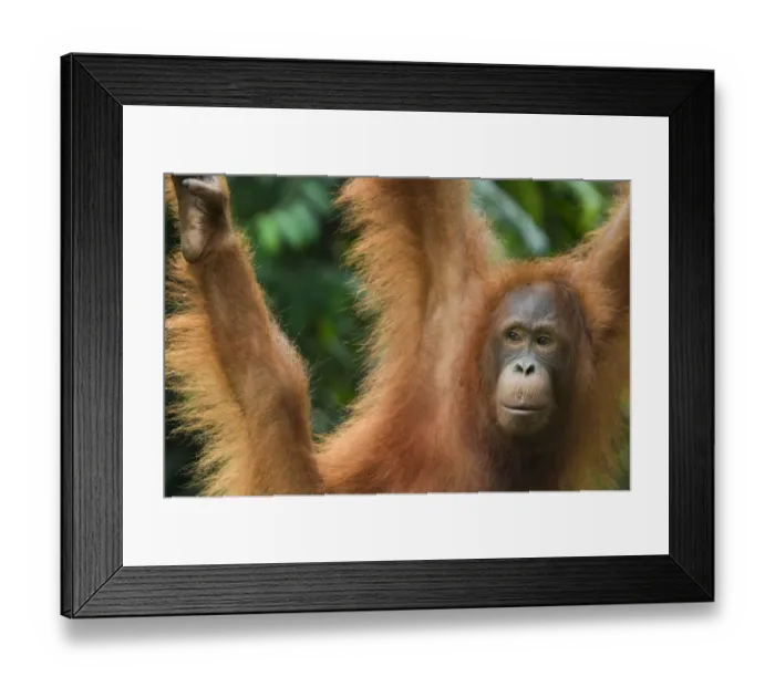 Framed Print : Orang utan (Pongo pygmaeus) portrait, swinging, Semengoh Nature reserve, Sarawak Framed Print : Orang utan (Pongo pygmaeus) portrait, swinging, Semengoh Nature reserve, Sarawak