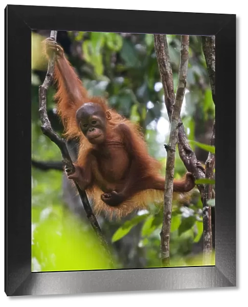 Orang utan (Pongo pygmaeus) baby climbing in branches of tree, Semengoh Nature reserve